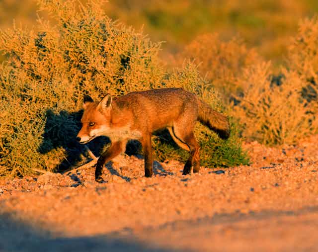 A red fox in arid South Australia