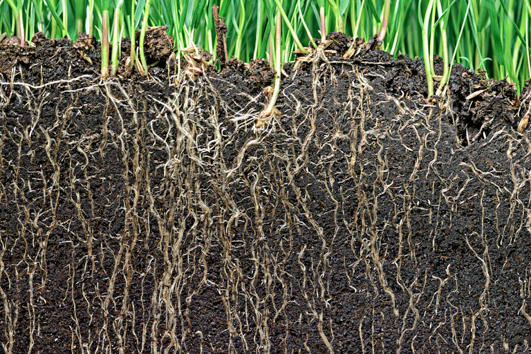 Cross section of grass showing stems and roots