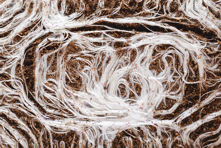 white roots in soil
