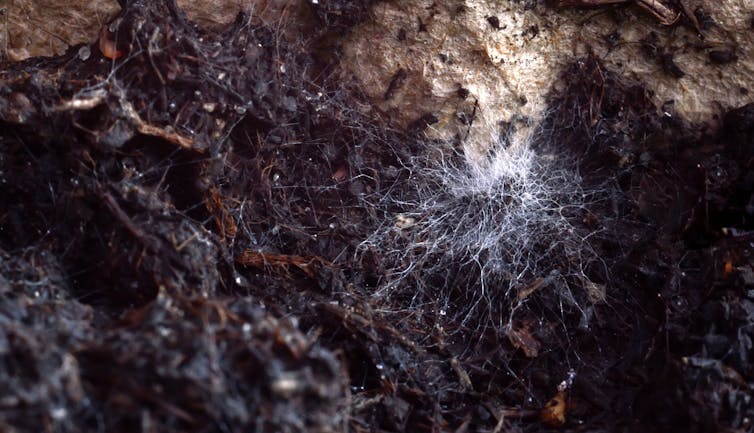white fungus on soil