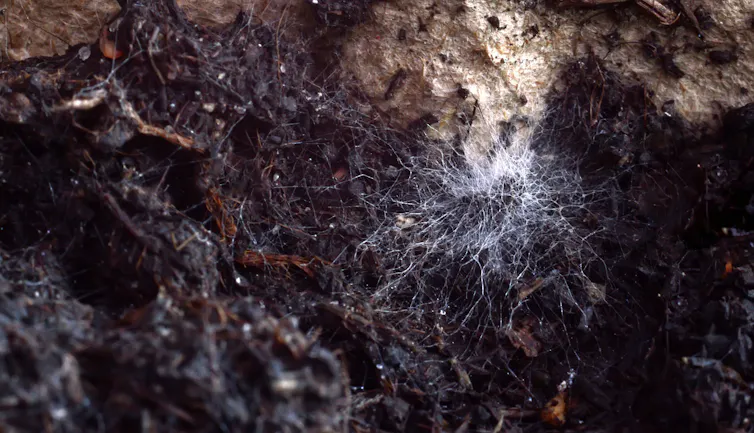 white fungus on soil