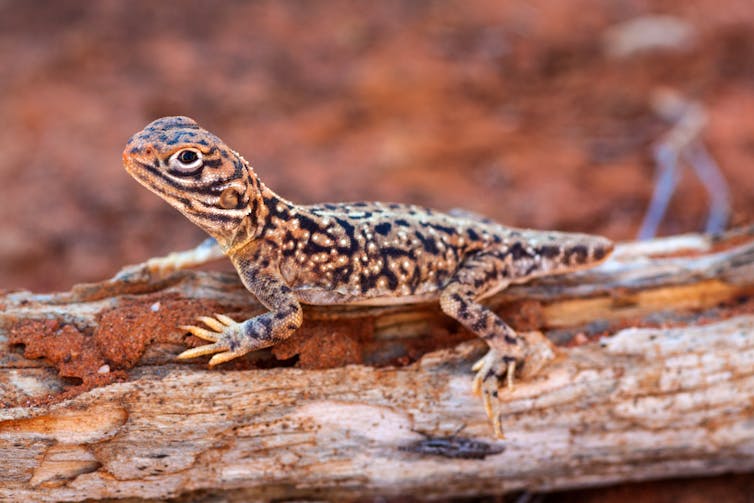 lizard on a log