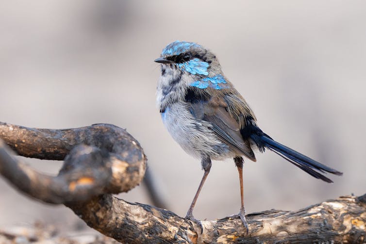 a small blue and grey bird