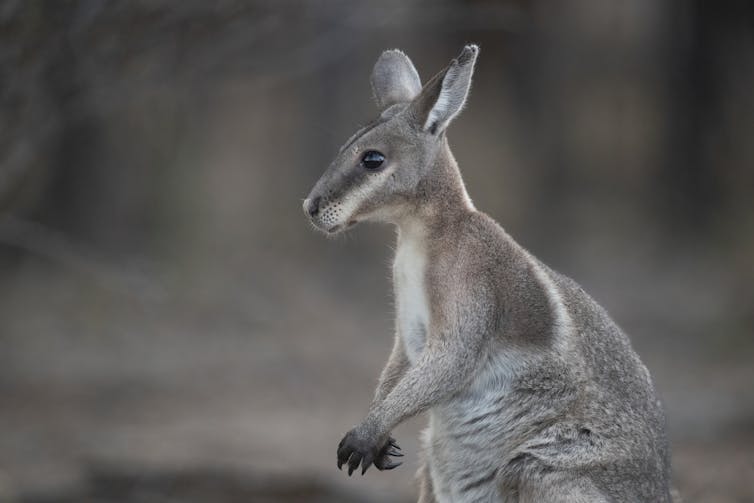 Close up of a wallaby face