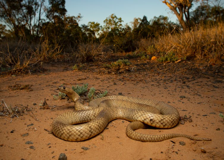 A strap-snouted brown snake in Brigalow country in Queensland