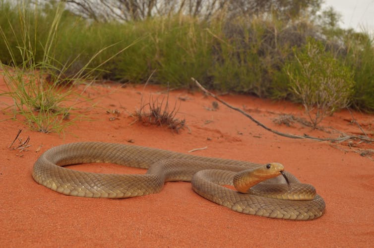 Central Ranges Taipan on the sandy ground with spinifex grass in the background