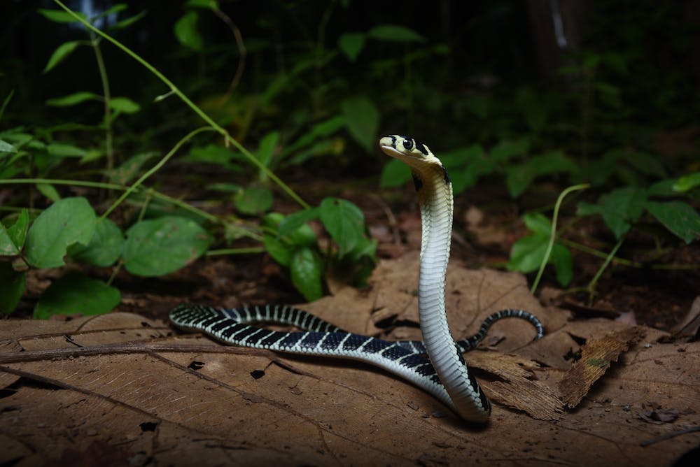 Snake-eyes, Wildlife Photographer of the Year