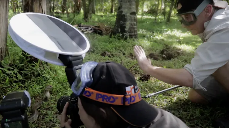 Man and woman photographing a cobra