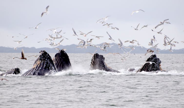 Five large open whale mouths surrounded by seagulls on the surface of the ocean.