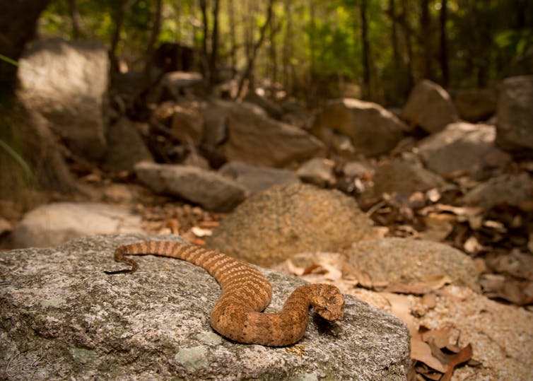 a Death Adder on a boulder in a dry creek bed with beautiful lighting.