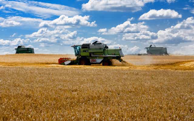 Machines harvest wheat in Ukraine.