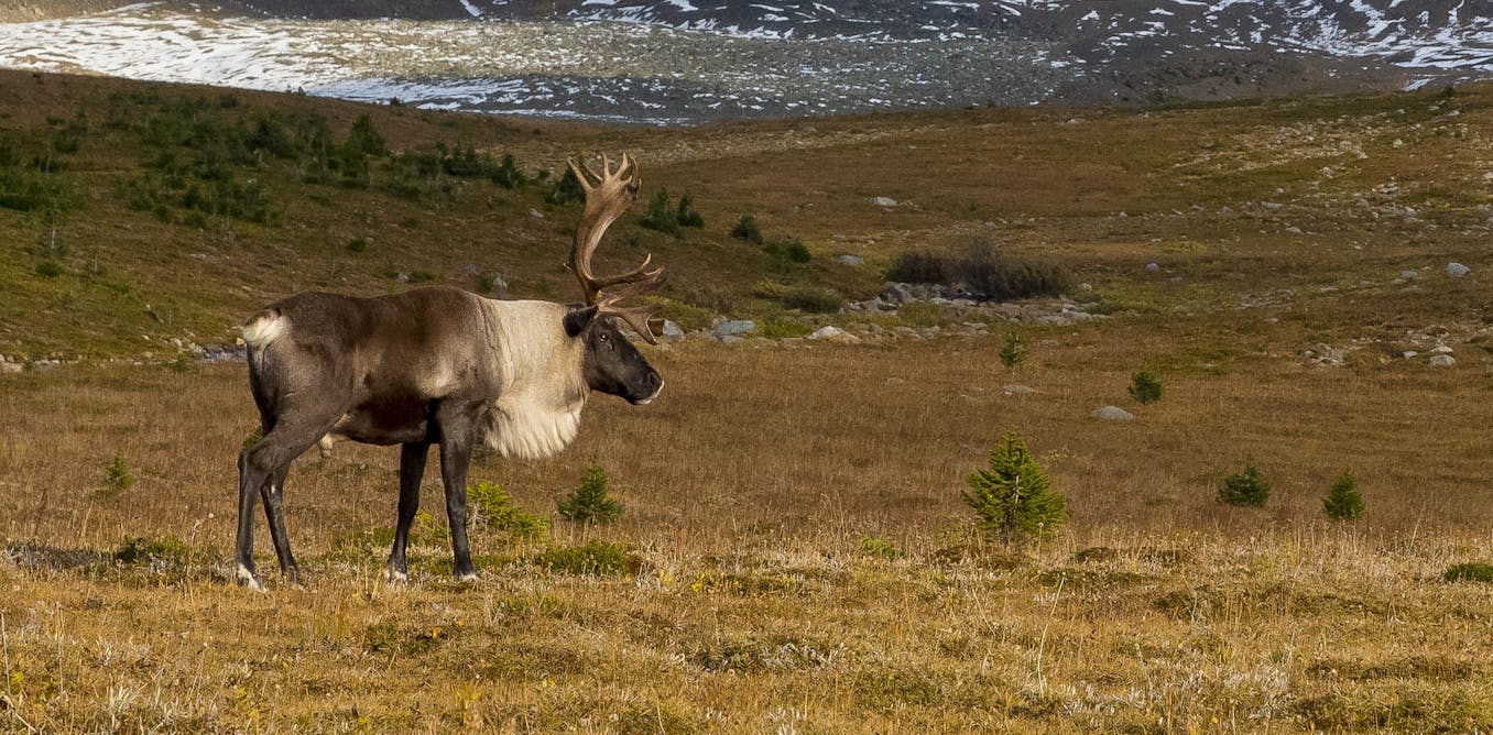 Whether caribou migrate or stay put is determined by genes that evolved in  the last ice age