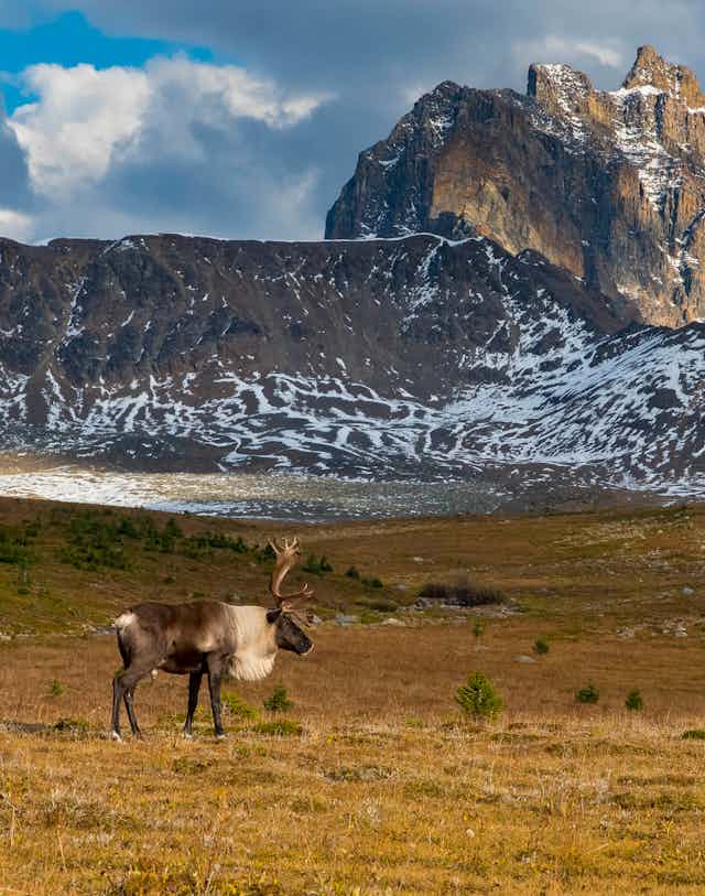 A caribou stands with mountains in the background