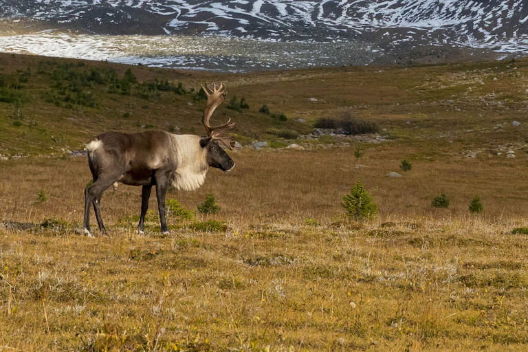 A caribou stands with mountains in the background