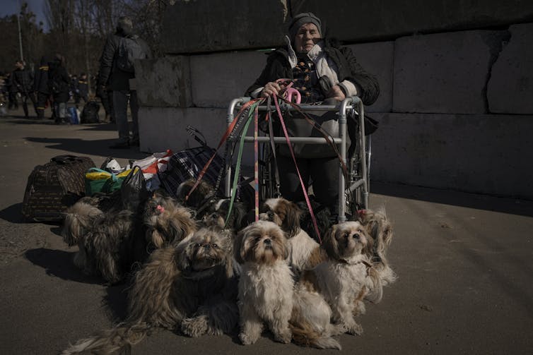 An elderly woman sits in a wheelchair surrounded by 12 small shaggy dogs.