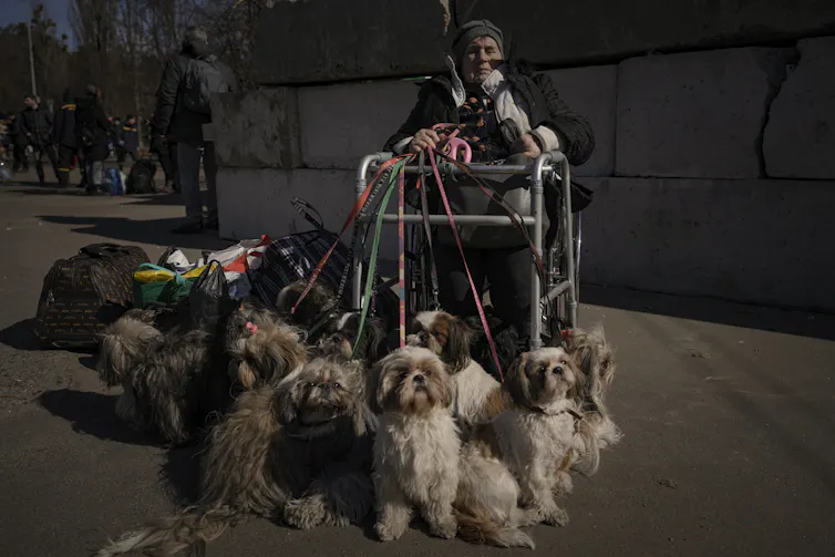 An elderly woman sits in a wheelchair surrounded by 12 small shaggy dogs.