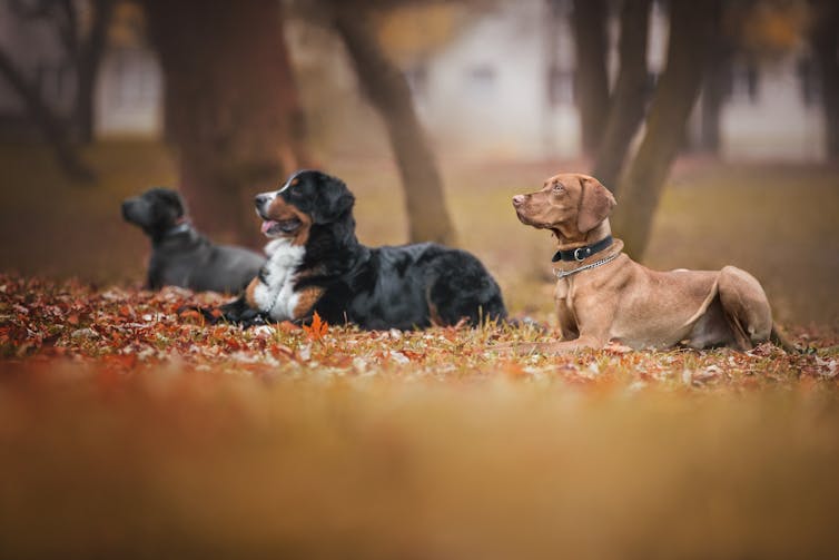 Group of dogs at a training class