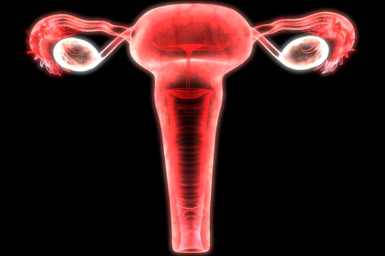 Against a black background is a computer's 3D red and white rendering of a vagina, uterus, ovaries and fallopian tubes.
