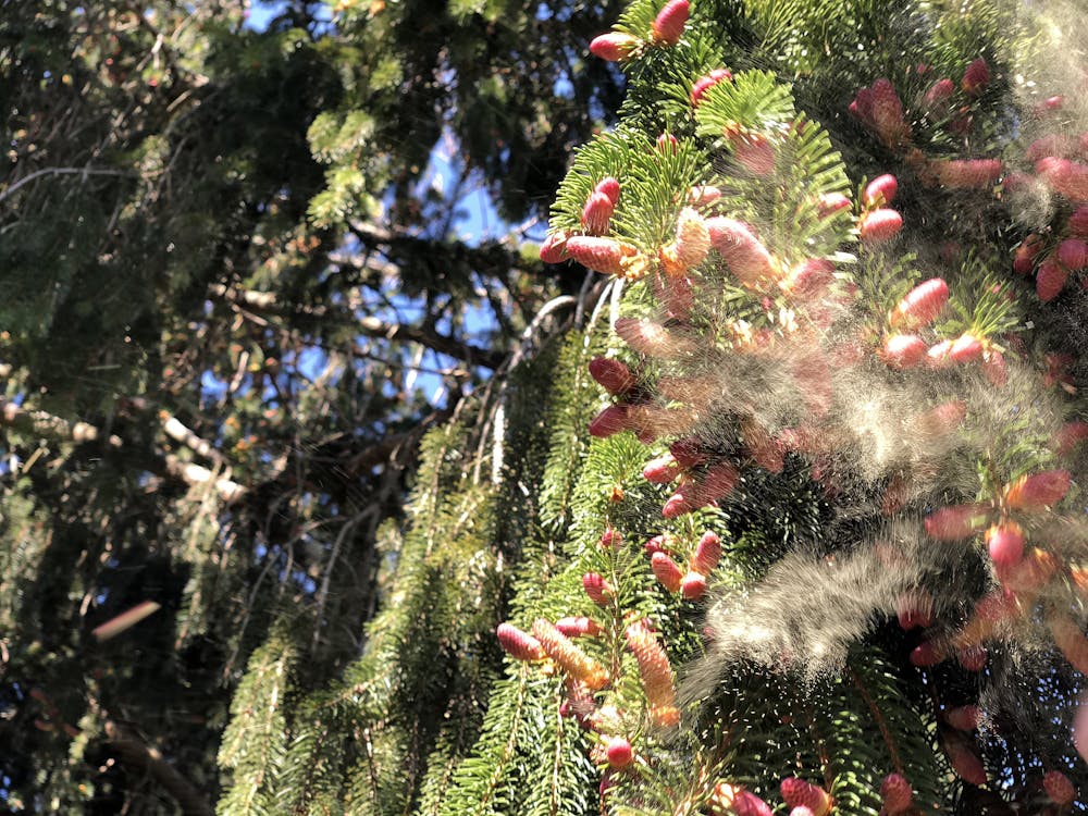 Predicting the Start of the Pine Pollen Season