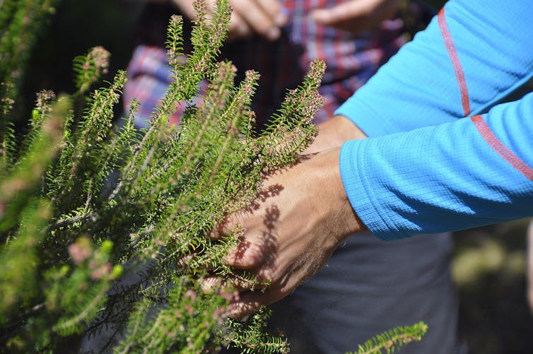 A persons hands jostle a pine branch to collect pollen