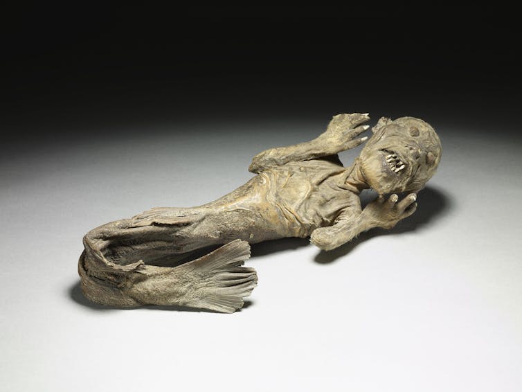 A mummified mermaid relic.