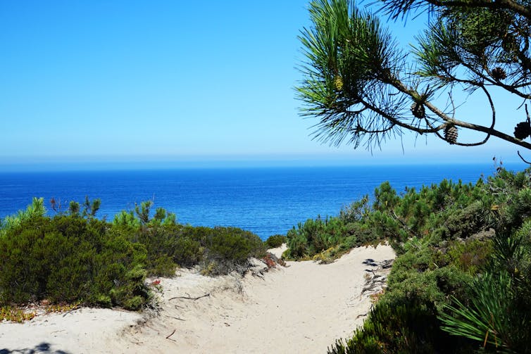 Chemin de sable dans la pinède, un pin se dresse à droite de l’image, on voit la mer à l’arrière-plan