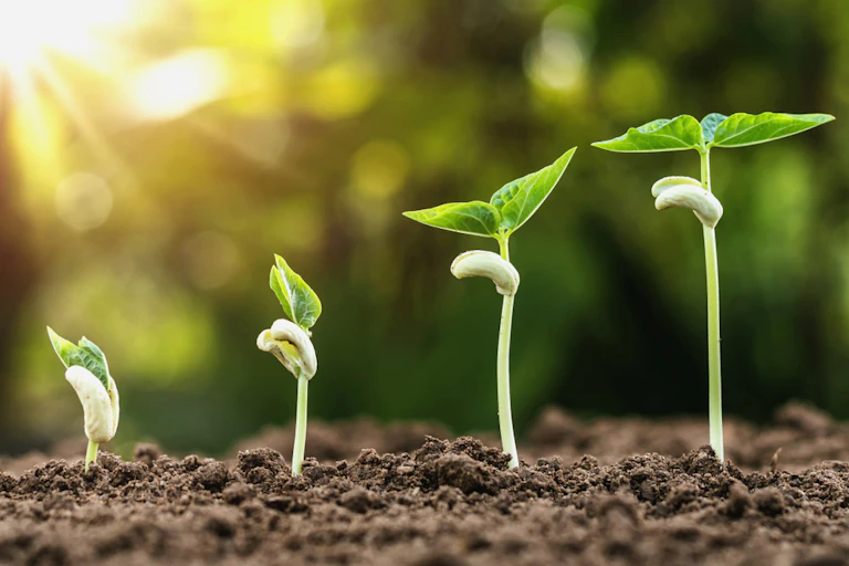 plante en croissance pas à pas avec le lever du soleil.