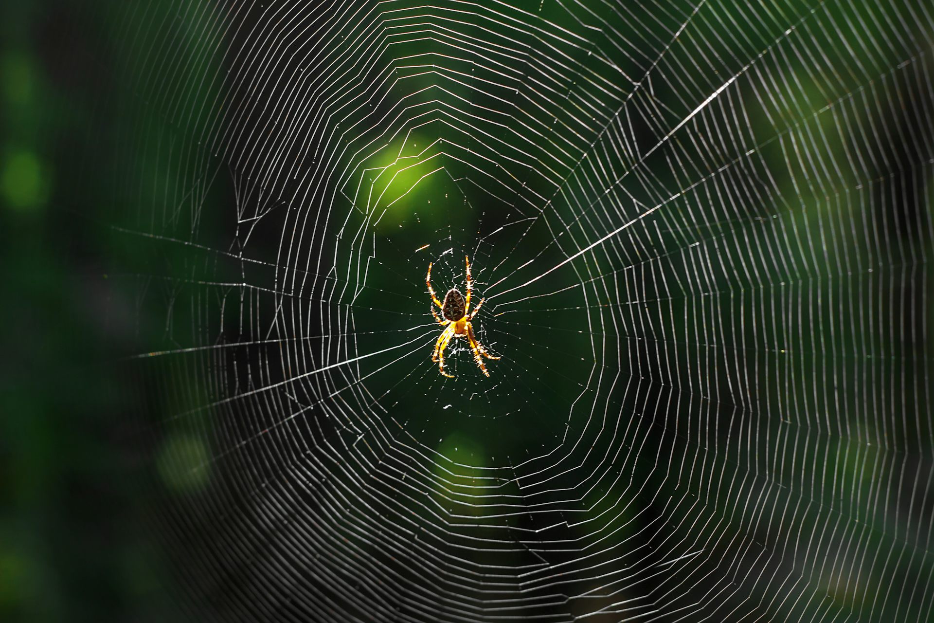 How spider silk could one day be used in cancer treatment – new