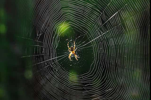 A spider in a web.
