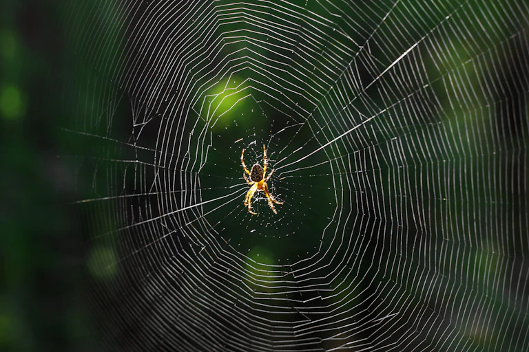 A spider in a web.