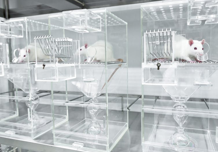A series of clear acrylic animal cages, each containing a white rat