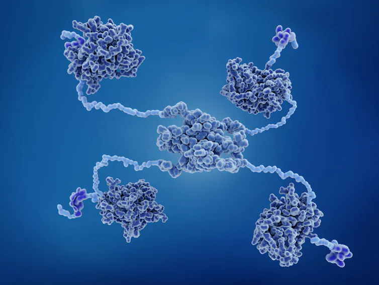 An illustration of the p53 protein.