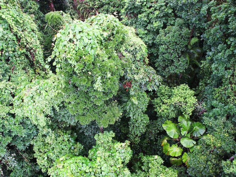 Rainforest canopy from the air