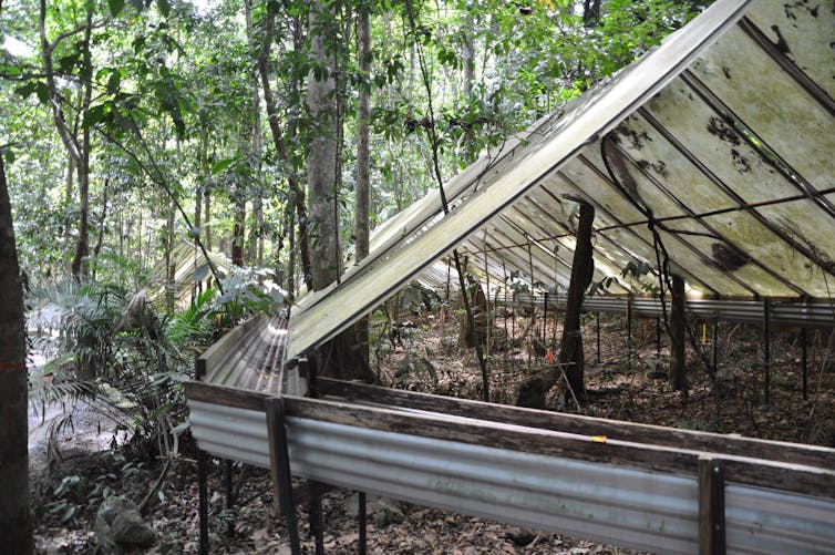 plastic sheets over rainforest