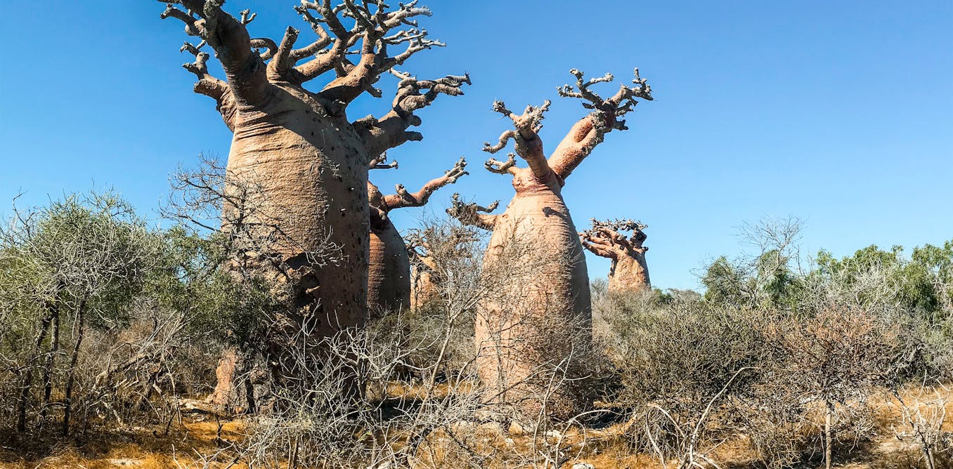 Discovering the forest wonders of Africa -- and the threats they face