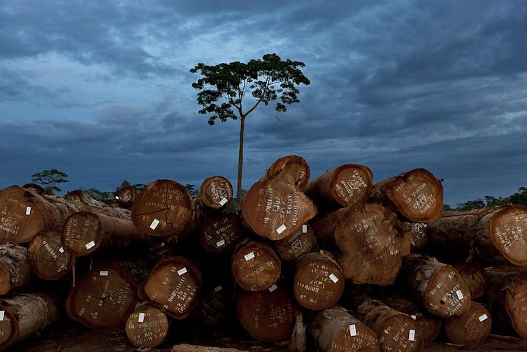 Discovering the forest wonders of Africa -- and the threats they face