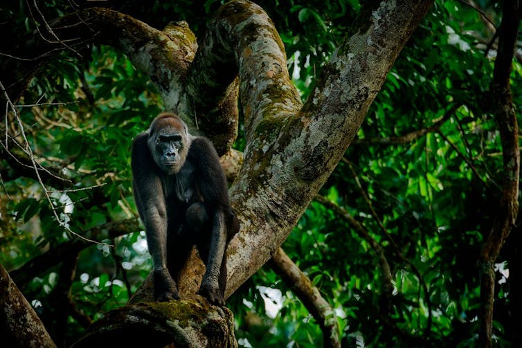 Discovering the forest wonders of Africa – and the threats they face -  Climate Champions
