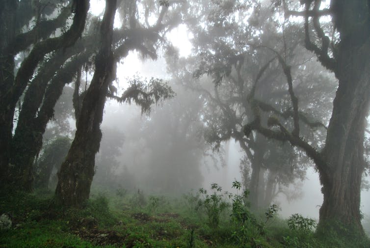 Discovering the forest wonders of Africa – and the threats they face -  Climate Champions