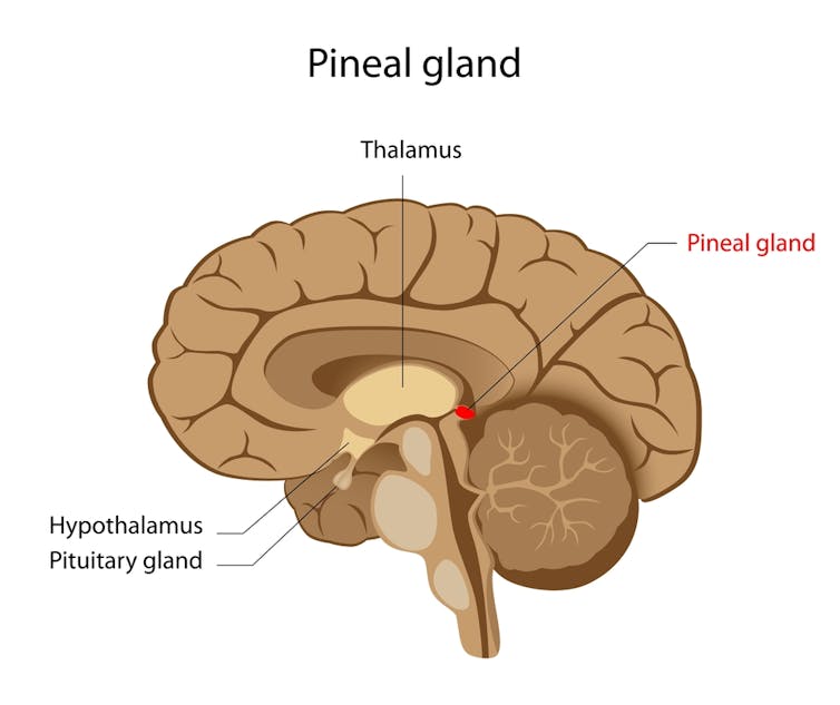 La ghiandola pineale