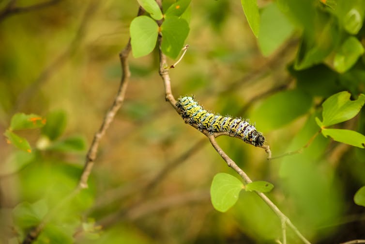 Discovering the forest wonders of Africa – and the threats they face -  Climate Champions