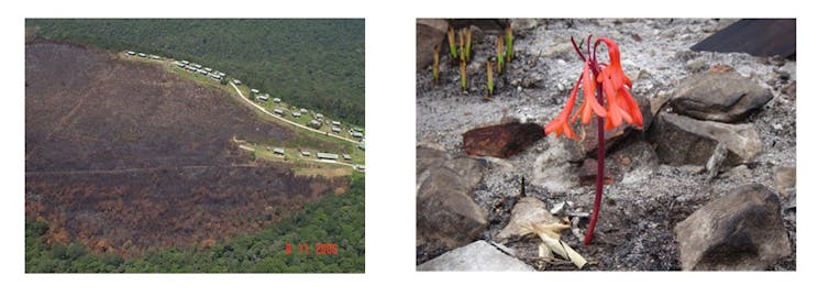 An area that's burnt and brown surrounded by green vegetation. A bright orange flower.