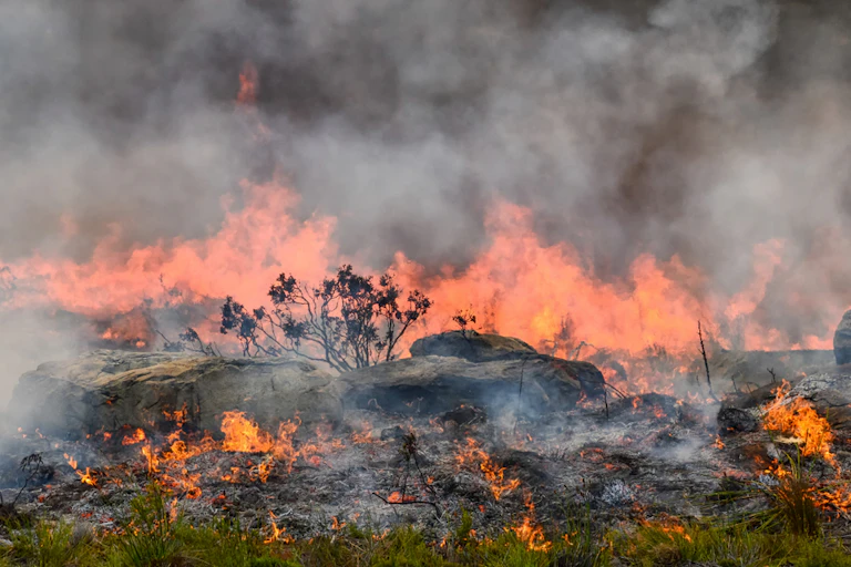 A wildfire burning dry fynbos on the Cape Peninsula in South Africa.