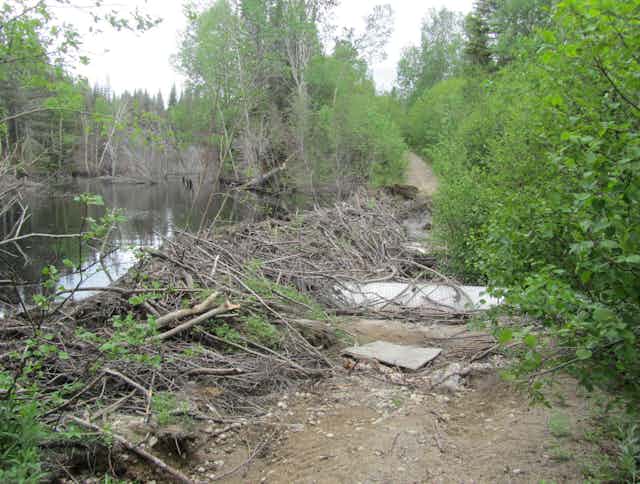 Un chemin forestier jonché de branches, jouxtant une rivière