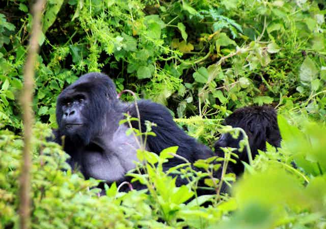 Gorilles dans leur environnement naturel
