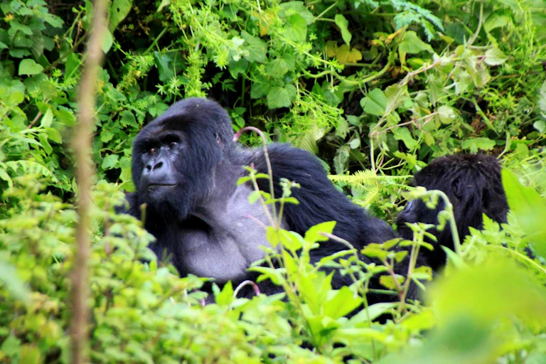 Gorilles dans leur environnement naturel