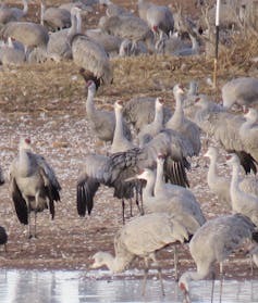 Sandhill cranes at the Whitewater Drew State Wildlife Refuge, near McNeal, Arizona. Leah Moffatt/Flickr, CC BY-SA