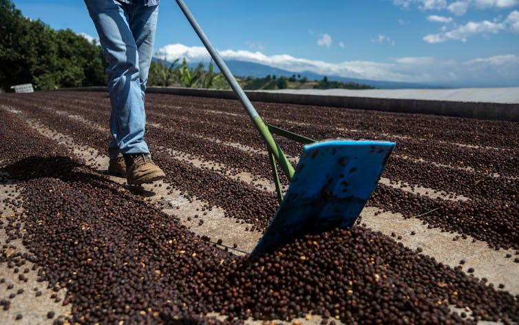 Un hombre palea granos de café y los deja secar en una finca en Costa Rica.