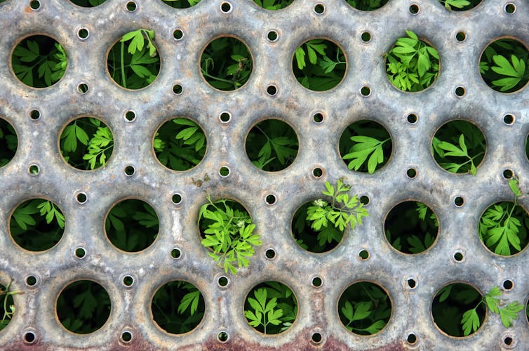 Green plants peeping through steel