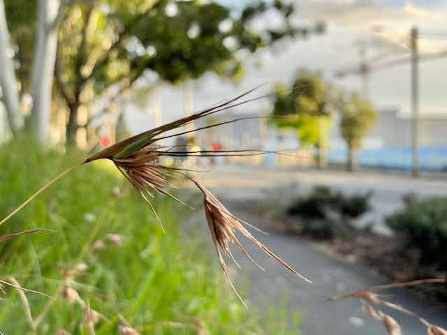 plant frond with city scene in background 