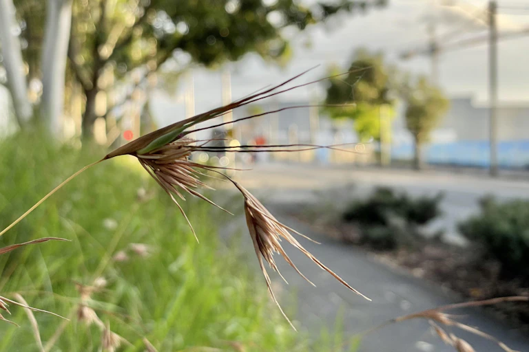 plant frond with city scene in background
